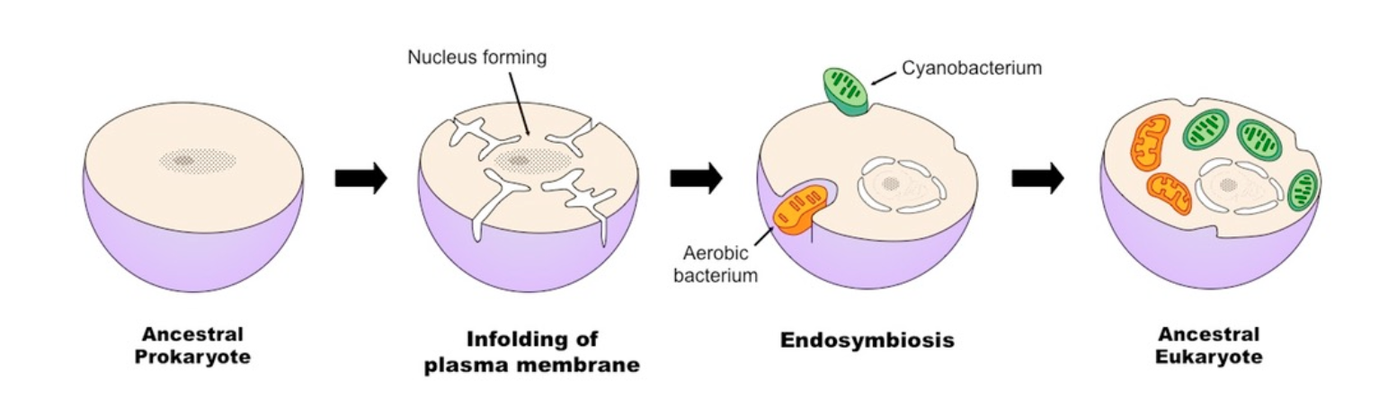 <p>leading theory explaining the evolution of the modern eukaryotic cell.</p><p></p><p>states that the ancestral prokaryotic cells exhibited folding of the plasma membrane that gave rise to the internal membrane-bound organelles (such as the nucleus), and this combined with uptake of mitochondria and chloroplasts through the consumption of bacteria led to the development of eukaryotic cells.</p>