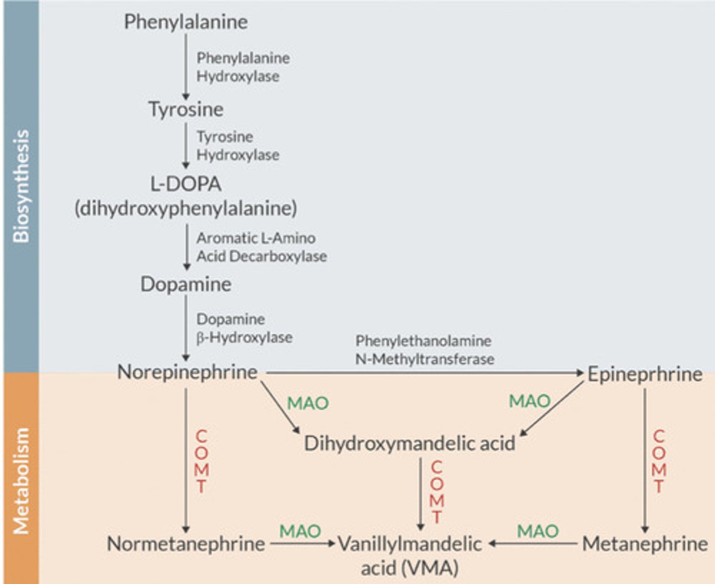 <p>Phenylalanine —> Tyrosine</p><p>—by Phenylalanine Hydroxylase</p><p>Tyrosine —> L-DOPA</p><p>—by Tyrosine Hydroxylase</p><p>L-DOPA—>Dopamine</p><p>—by Aromatic L-amino acid decarboxylase</p><p>Dopamine ->NE</p><p>—by dopamine decarboxylase</p>