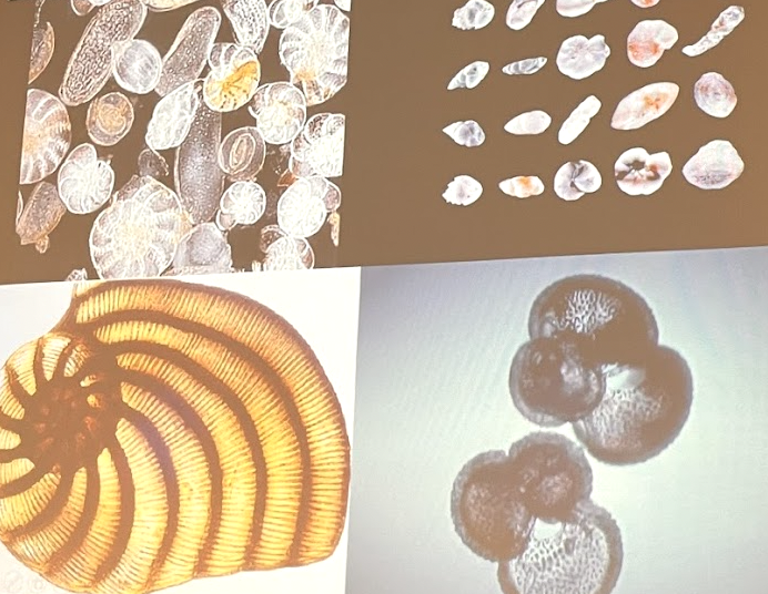 <p>What phyla are these?</p>