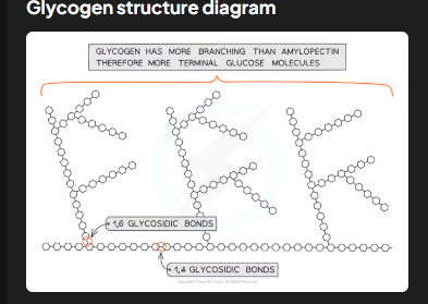 <p>Glycogen is even more branched than amylopectin. This extra branching makes glycogen more compact, enabling animals to store larger amounts of glucose in smaller spaces.</p>