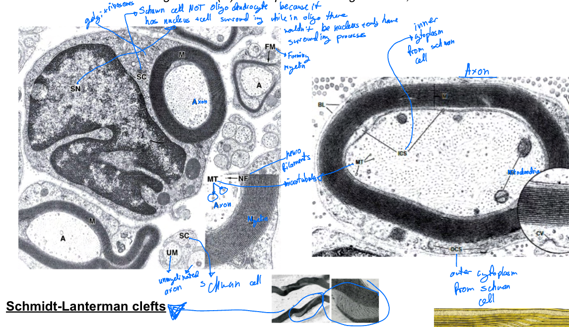 knowt flashcard image