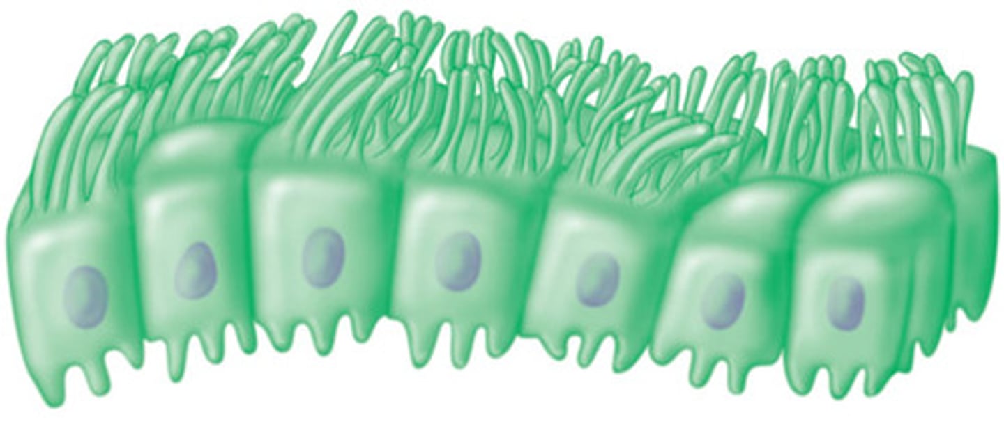 <p>Secrete and circulate CSF (Cerebrospinal Fluid)</p>