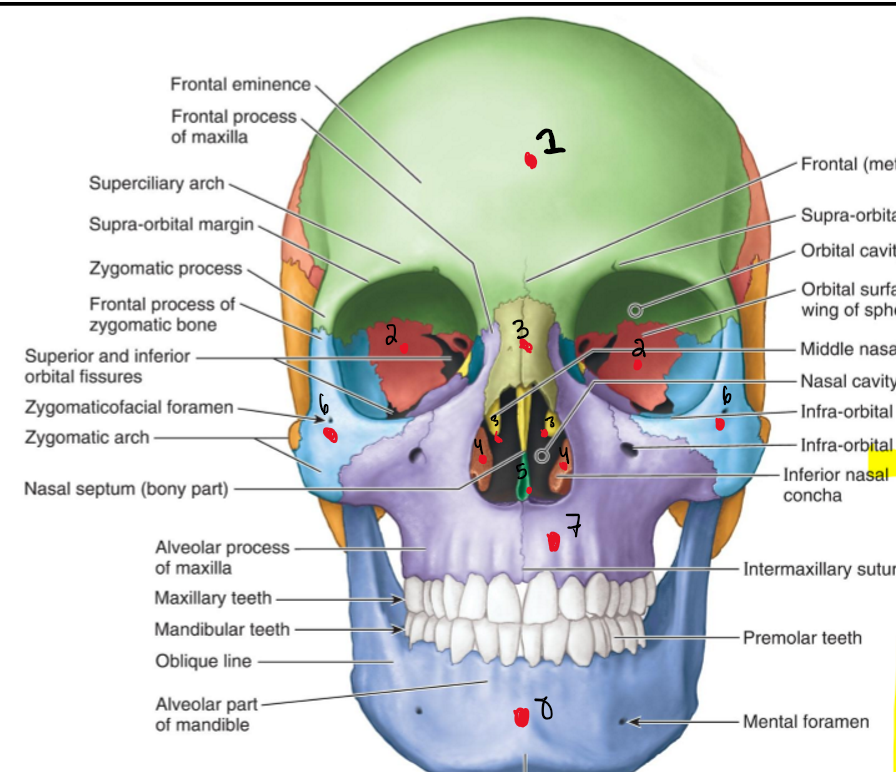 <p>Name the Bones.</p>