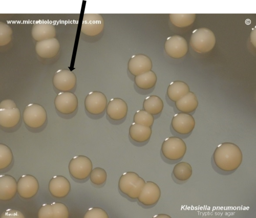 Describe the elevation of this colony