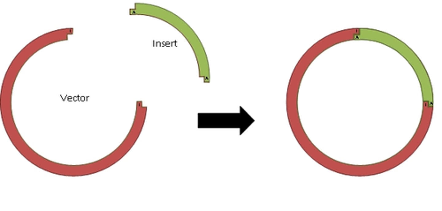 <p>DNA ligase joins together stickey ends of the DNA insert and the plasmid = recombinant plasmid</p>