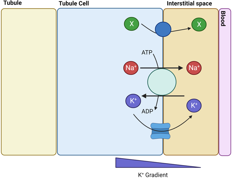 <ul><li><p><span style="font-family: "Gill Sans MT";"><span>Na+ moved from cells to interstitial space and then blood via active transport</span></span></p></li><li><p><span style="font-family: "Gill Sans MT";"><strong><span>Na+/K+ ATPase</span></strong><span> pump, requires ATP</span></span></p></li><li><p><span style="font-family: "Gill Sans MT";"><span>K+ returns to interstitial fluid via K+ specific ion channels</span></span></p><ul><li><p><span style="font-family: "Gill Sans MT";"><span>Down concentration gradient</span></span></p></li></ul></li><li><p><span style="font-family: "Gill Sans MT";"><span>Co-transported molecules (</span><strong><span>X</span></strong><span>) moved specific transporters (e.g Glucose-specific transporters via glucose transporters)</span></span></p></li></ul><p></p>