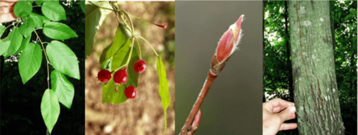 <p>Leaves: alternate, simple, obovate to oblong, small, finely serrate, tomentose when unfolding then dark green, turning orange-yellow in the fall. </p><p>Twigs: faint, bitter almond taste </p><p>Buds: slender, pointed, conical with silky hairs on scale edges </p><p>Flower: perfect, white in pendulous racemes in April; after redbud, but before flowering dogwood </p><p>Fruit: bright red pome 1/4 -1/3” turning almost nearly black when ripe in June (fruit is edible, 35 different species of birds and 11 mammal species love ‘em). </p><p>Bark: gray, smooth, attractive. Light gray and smooth when young, becoming dark gray w/ long, shallow furrows </p><p>Form/Silvics: found in open rocky woods/bluffs, normally well-drained; tall shrub or small tree ~20’; multi-stemmed, good native species.</p>