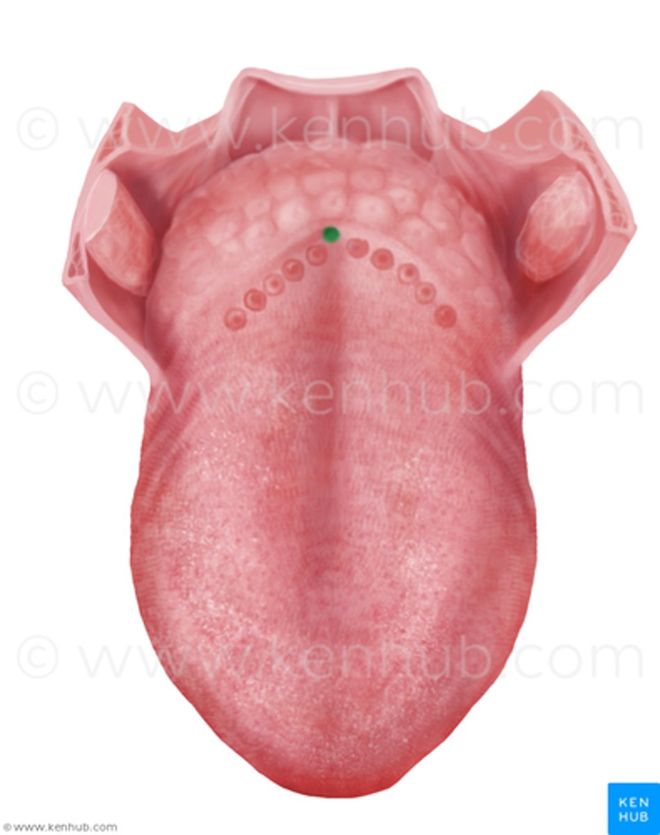 <p>small pit towards back of tongue</p>