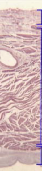 <p>What is the middle layer?</p>