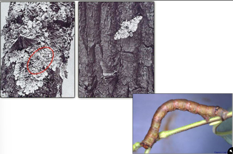 <ul><li><p>carbonaria→ black moths, camouflage on black trees</p></li><li><p>typica→ white moths, camoflauge on white trees (lycan)</p></li><li><p>larvae→ camouflage by looking like a dead twig</p></li></ul>