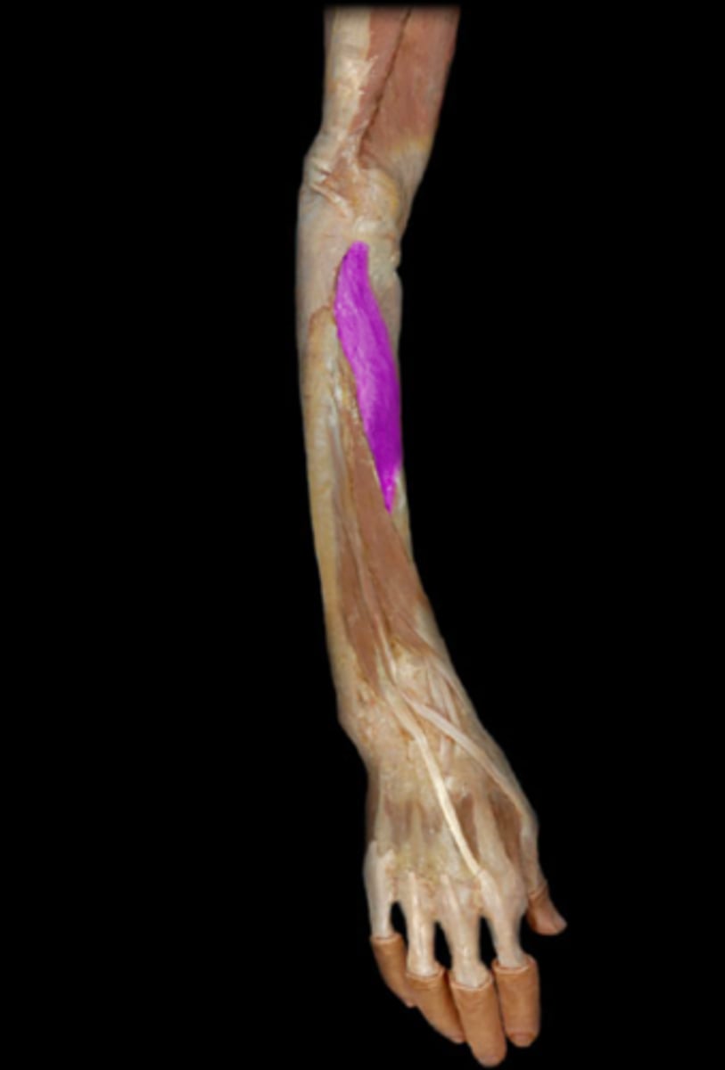 <p>Action: supination of the forearm at the proximal radioulnar j.</p><p>P: lateral epicondyle of humerus b. and ulna b. distal to radial notch</p><p>D: anterolateral surface of radius b. distal to radial tuberosity</p>
