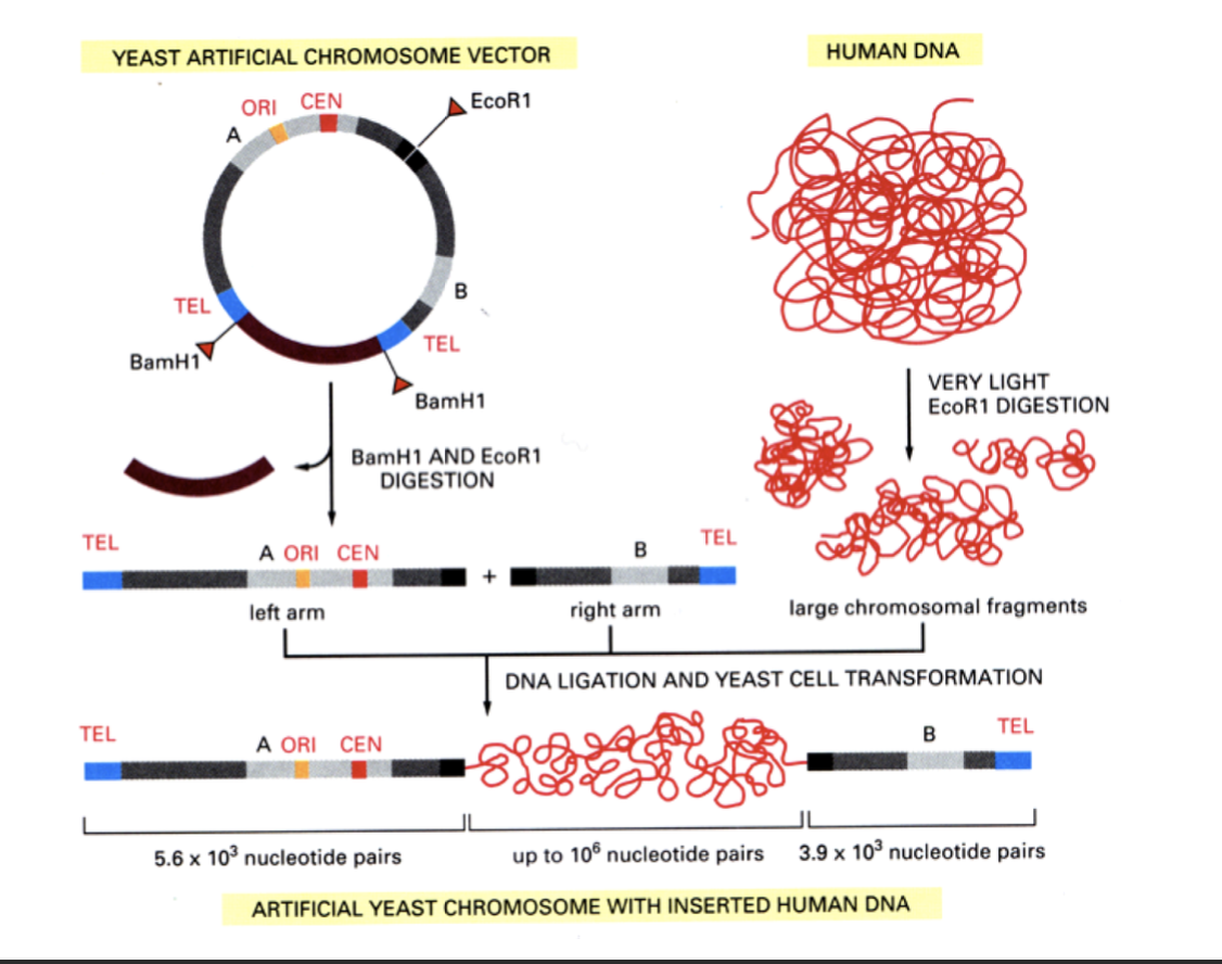 <ul><li><p>cloning huge DNA fragments</p><ul><li><p>e.g</p></li><li><p>during the original human genome sequencing project</p></li></ul></li></ul><p><em>Hman sticky ends that can stick plasmid→ can transcribe useful human genes and</em><strong><em> get alot of DNA</em></strong><em>&nbsp;into it (unlike in bacteria genes)</em></p>