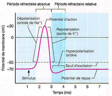 <p>Les canaux Na+ se ferment et les canaux K+ s’ouvrent jusqu’à l’hyperpolarisation puis retour au PA</p>
