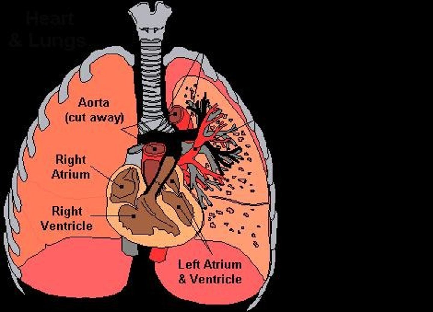 <p>Carotid &amp; aortic bodies in the neck &amp; heart monitor hydrogen ion concentration (pH) in the blood.</p>