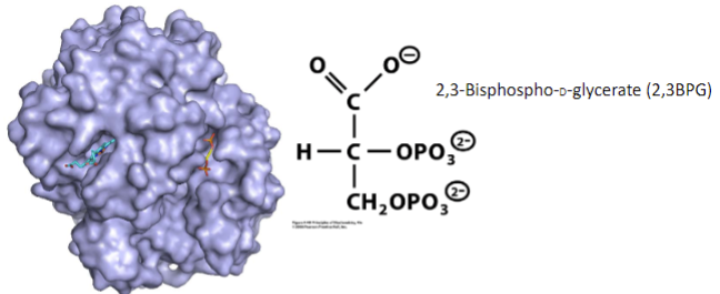 <ul><li><p><span style="font-family: sans-serif">In R state (active, or high oxygen binding, oxyhaemoglobin) 2,3 BPG binding site is too small to accommodate allosteric effector</span></p></li><li><p><span style="font-family: sans-serif">2,3 BPG lowers affinity of haemoglobin for oxygen (T state, deoxyhaemoglobin)</span></p></li><li><p><span style="font-family: sans-serif">allosteric effector function of 2,3 BPG is necessary to lower binding of oxygen to haemoglobin in tissues to allow for oxygen release</span></p></li></ul>