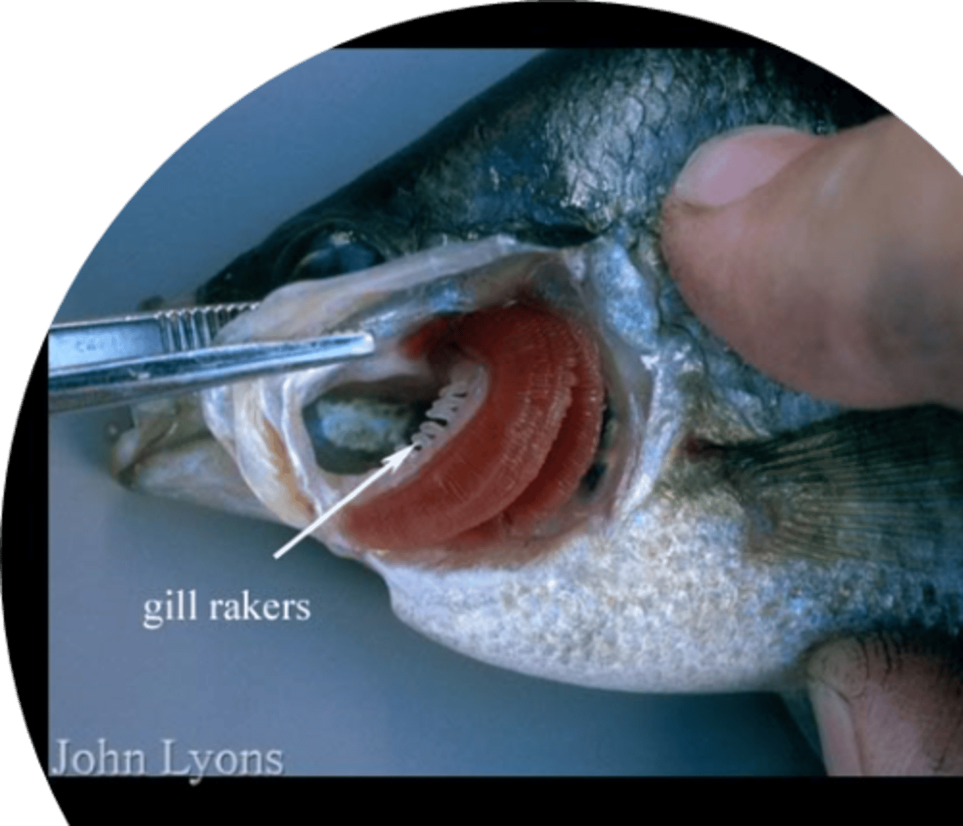 <p>Trap food from water.</p>