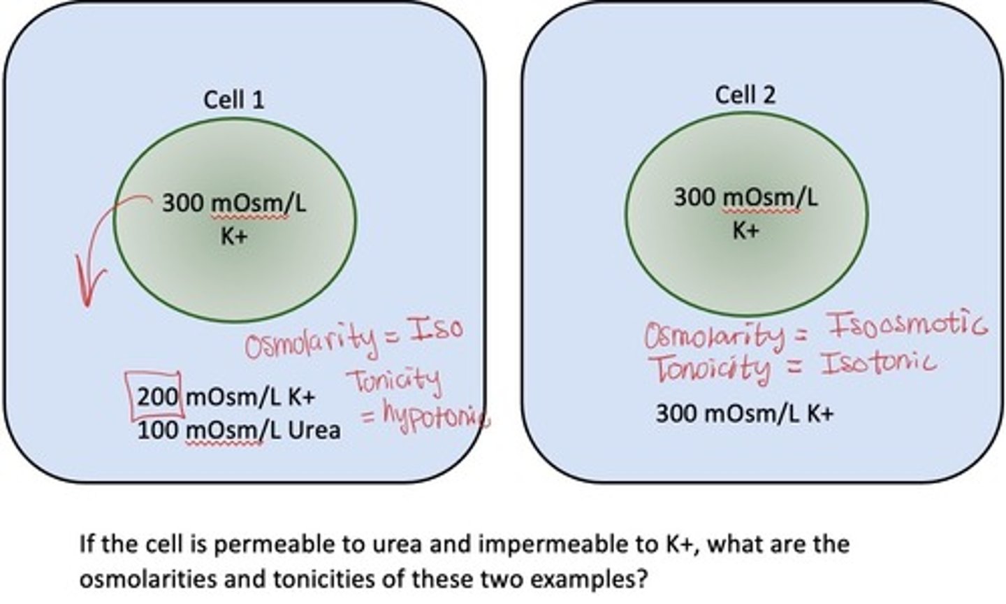 <p>Cell 1 is isotonic: has potential to have driving force as urea is impermeable</p><p>Cell 2 is isoosmotic: no driving force</p>
