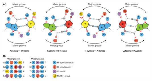 <p>each base pair presents a unique set of chemical groups in the major groove</p>