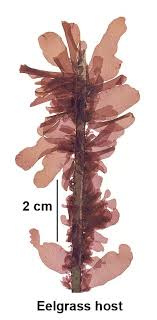<p>dark red to purple to reddish brown, cushion shaped, discoid holdfast, PIT PLUGS ABSENT, triphasic</p>