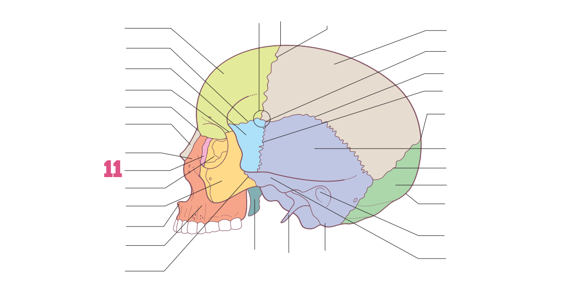 <p>11</p>