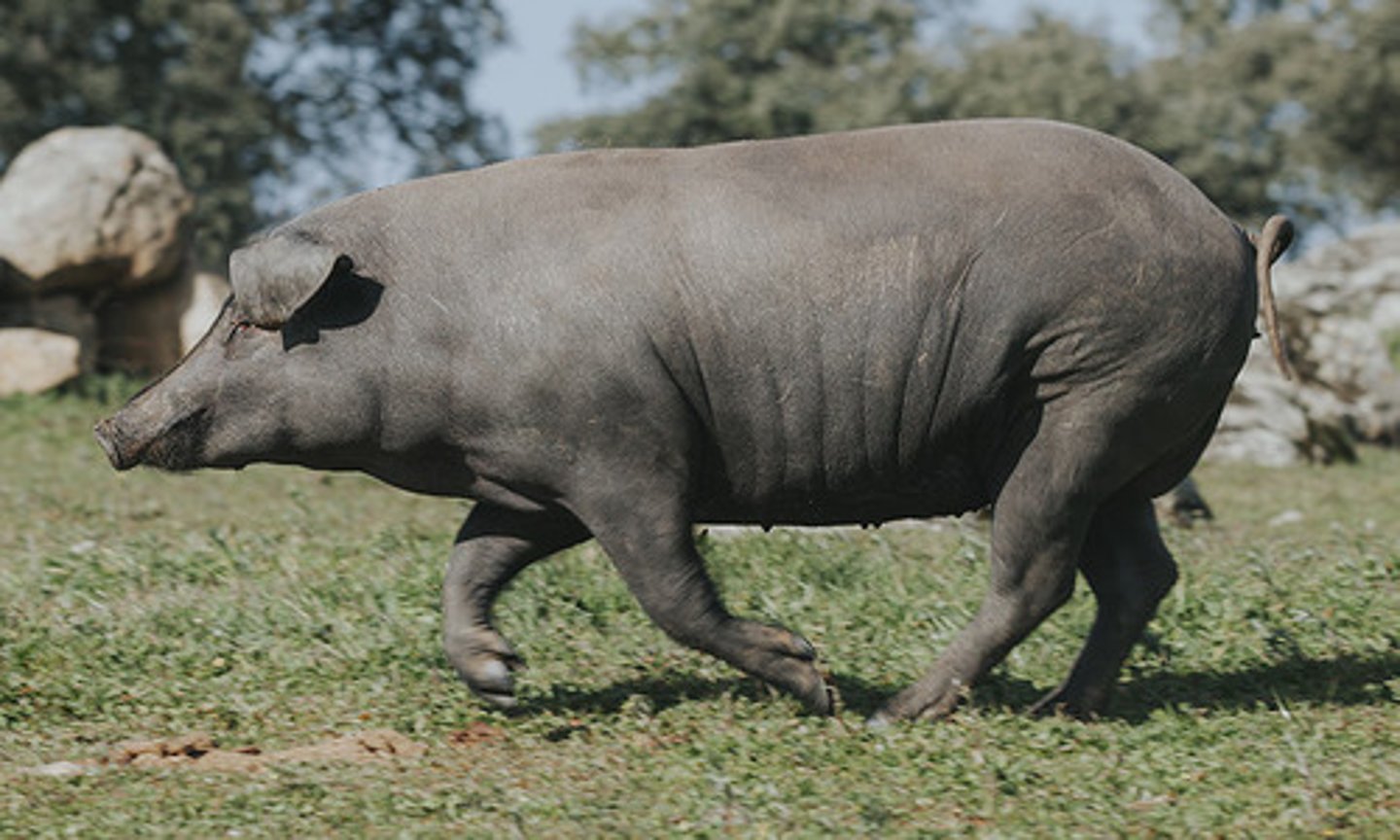 <p>dark hooves, pigmented skin, long and floppy ears, cured cold meat, extensive system</p>