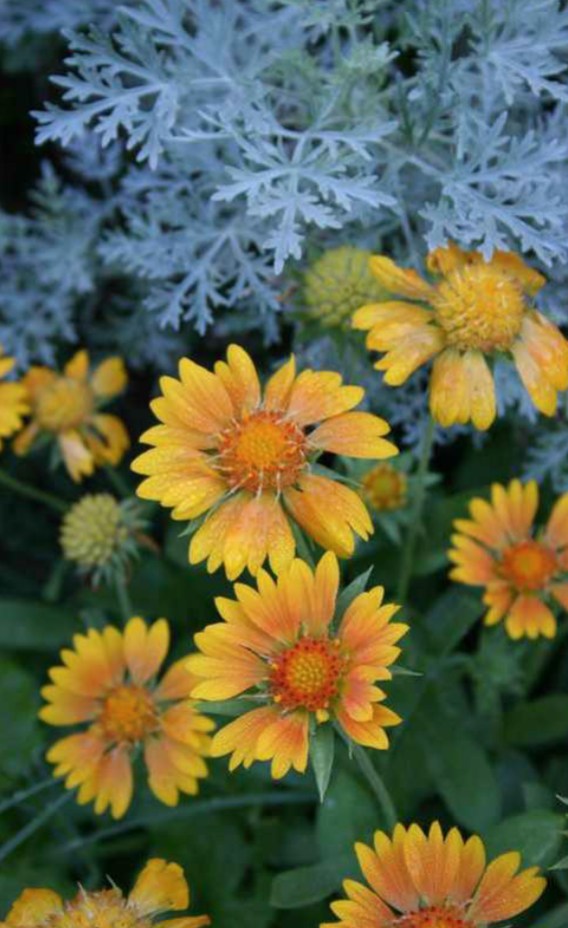 <p>Full Sun</p><p>Cottage gardens </p>