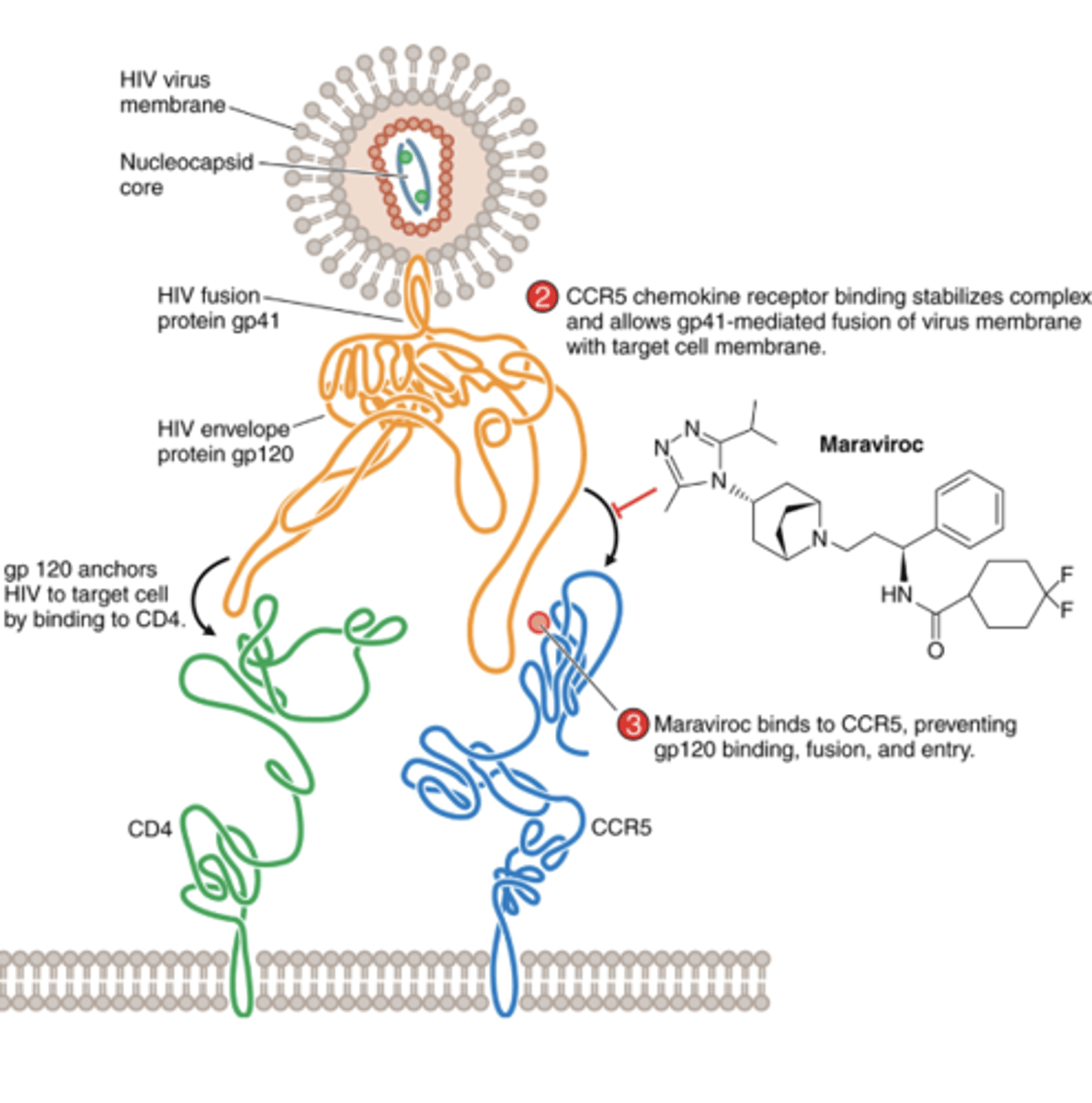 <p>Blocks binding of the HIV outer envelope protein gp120 to the CCR5 chemokine receptor (chemokine receptor antagonist)</p><p>Is only active against CCR5-tropic strains of HIV</p>