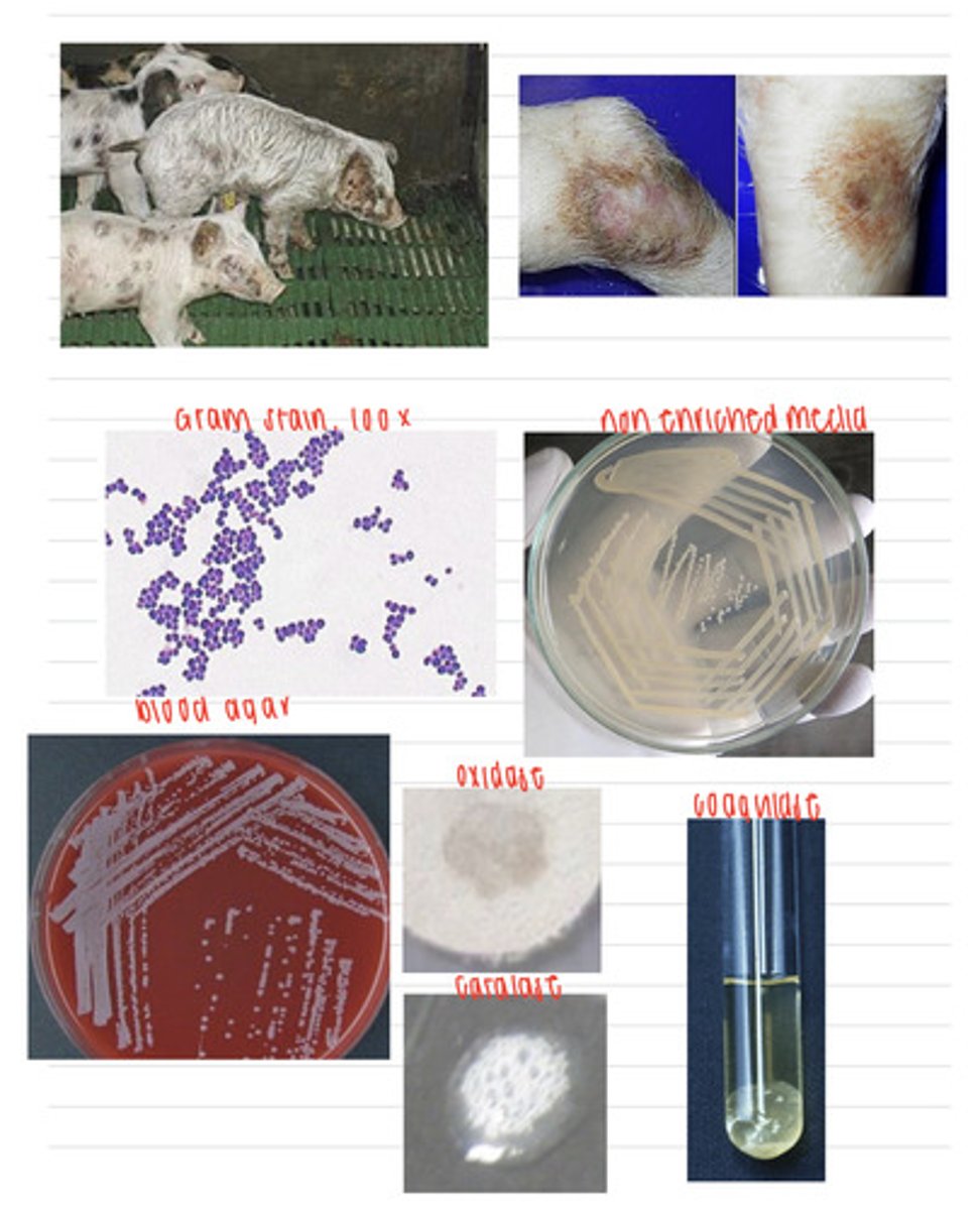<p>A farmer notices his pigs have skin lesions that discharge. We take samples, and isolate them on non-enriched media, blood agar, and MacConkey agar (no growth). we also stain using the gram method and perform oxidase, catalase, and coagulase tests. Here are the results.</p><p>What is the diagnosis?</p>