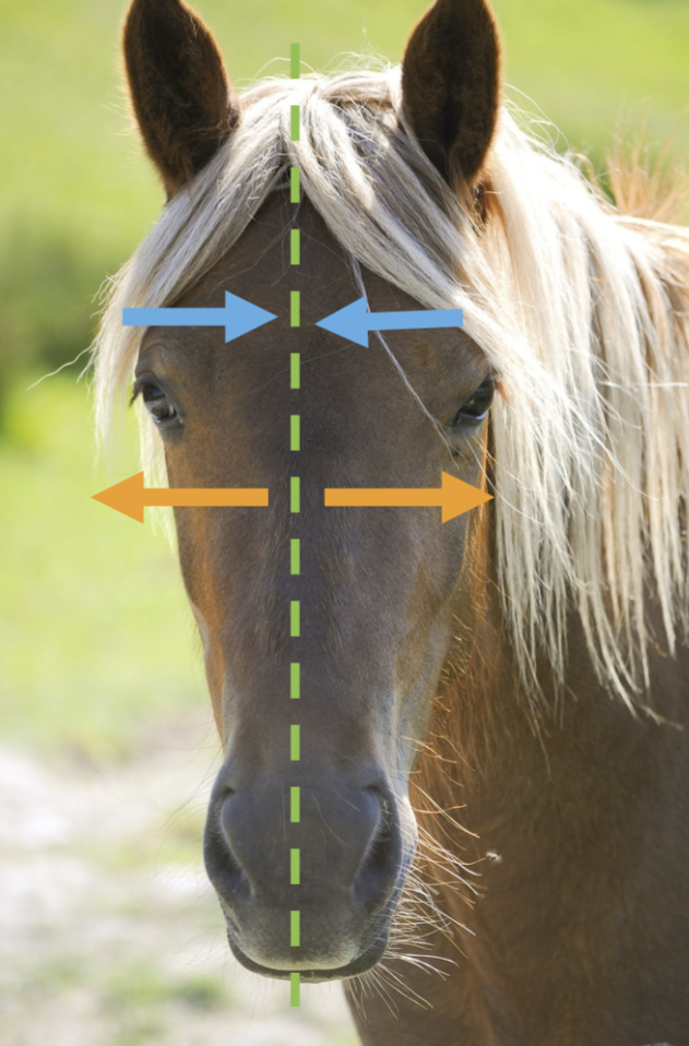 <p>What direction is the orange arrow pointing?</p>