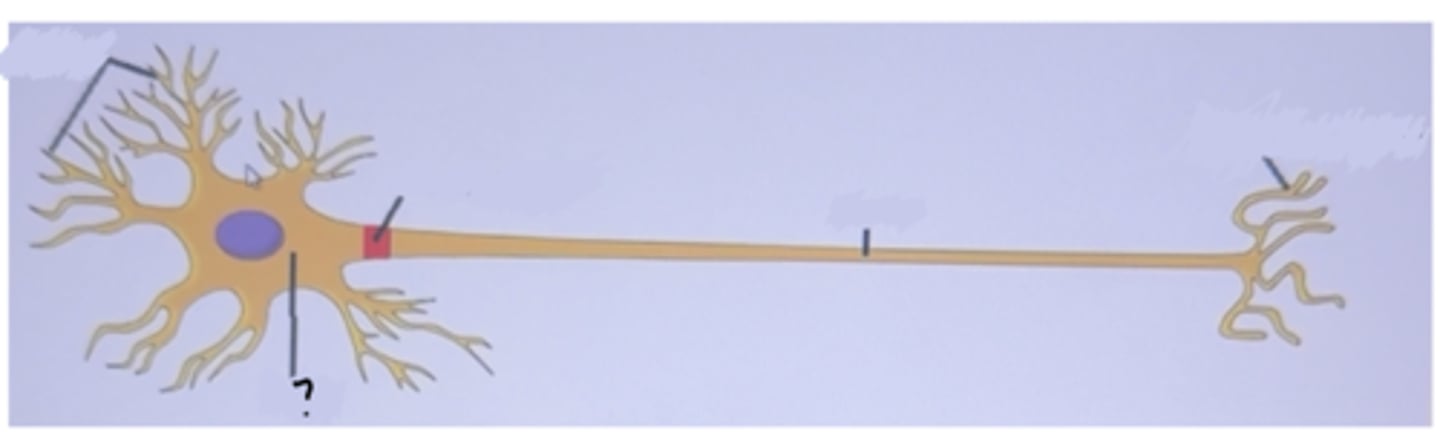 <p>The cell body where all protein synthesis takes place in a neuron</p>