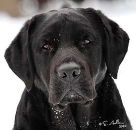 <p>Labrador retriever </p>