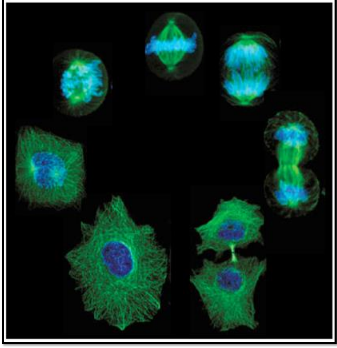 On peut les distinguer par 2 procédés:
--> technique d'immunofluorescence avec marquage par un anticorps radioactif puis observation au microscope à épifluorescence 
--> en fonction de leur taille :
     25 nm pour les microtubules
     13 nm pour les filaments intermédiaires
      7 nm pour les filaments d'actine. 
 