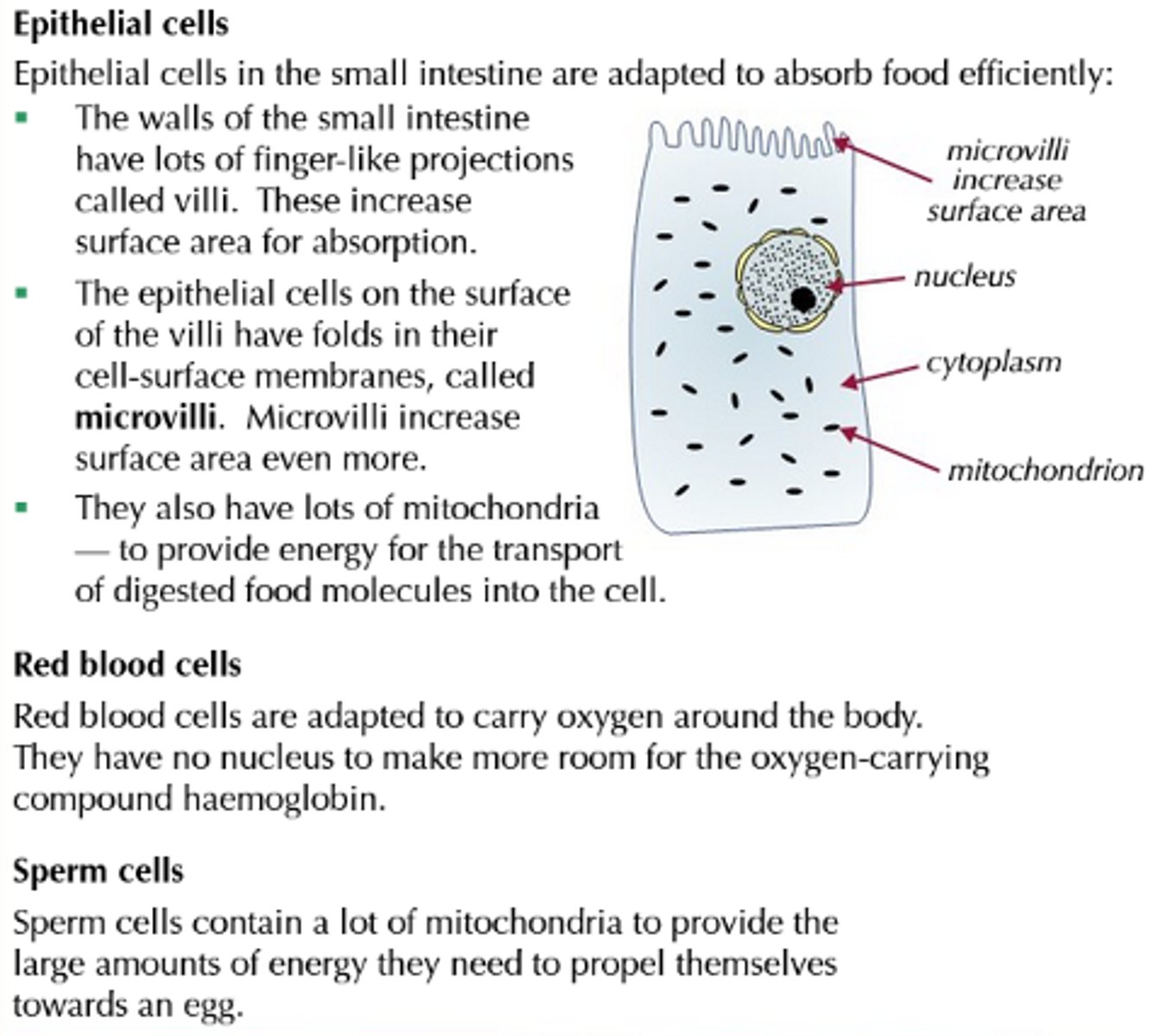 <p>- To stay alive, all cells of a multicellular organism perform certain, basic functions.<br>- However, no one cell can provide the best conditions for all functions.<br>- Therefore, cells of multicellular organisms are each specialised in different ways to perform particular roles.<br>- Each specialised cell has evolved more or fewer of certain organelles and structures to suit the role it carries out, and each cell becomes specialised in structure to suit the role it will carry out (as an embryo matures, the first group of initially identical cells, take on their own individual charecteristics to suit to the function they will perform when they mature).<br>- All cells in an organism, such as a human, are produced by mitotic divisions from the fertilised egg.<br>- All cells in an organism contain the same genes, and every cell contains the genes needed for it to decelop into any one of many different cells in an organism; however, only some of these genes are expressed in any one cell, at any one time.<br>- Different genes are expressed in each type of specialised cell, whilst the rest are not.<br>- Alongside shape, numbers of each organelle may vary (e.g. a muscle or sperm cell has many mitochondria, whilst a bone cell has very few); these cells are adapted to their own particular function and perform it more effectively, and the organism functions efficiently as a result.</p>