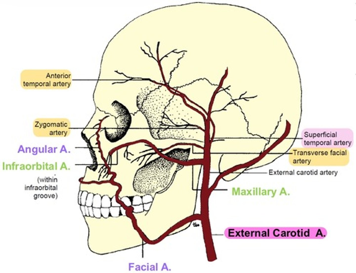 <p>branches into <strong>Anterior Temporal anastomoses.</strong></p><p>→ contains Supraorbital &amp; Supratrochlear arteries</p><p></p><p>branches into <strong>Zygomatic &amp; Transverse Facial</strong> arteries</p><p>→ supplies <strong>orbicularis</strong>.</p>