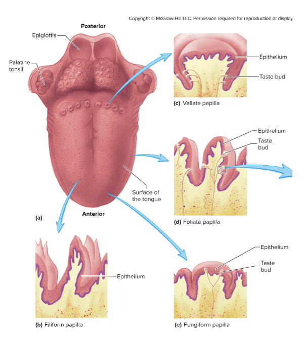<ul><li><p>Filiform</p></li><li><p>Vallate</p></li><li><p>Folliate</p></li><li><p>Fungiform</p></li></ul><p></p>