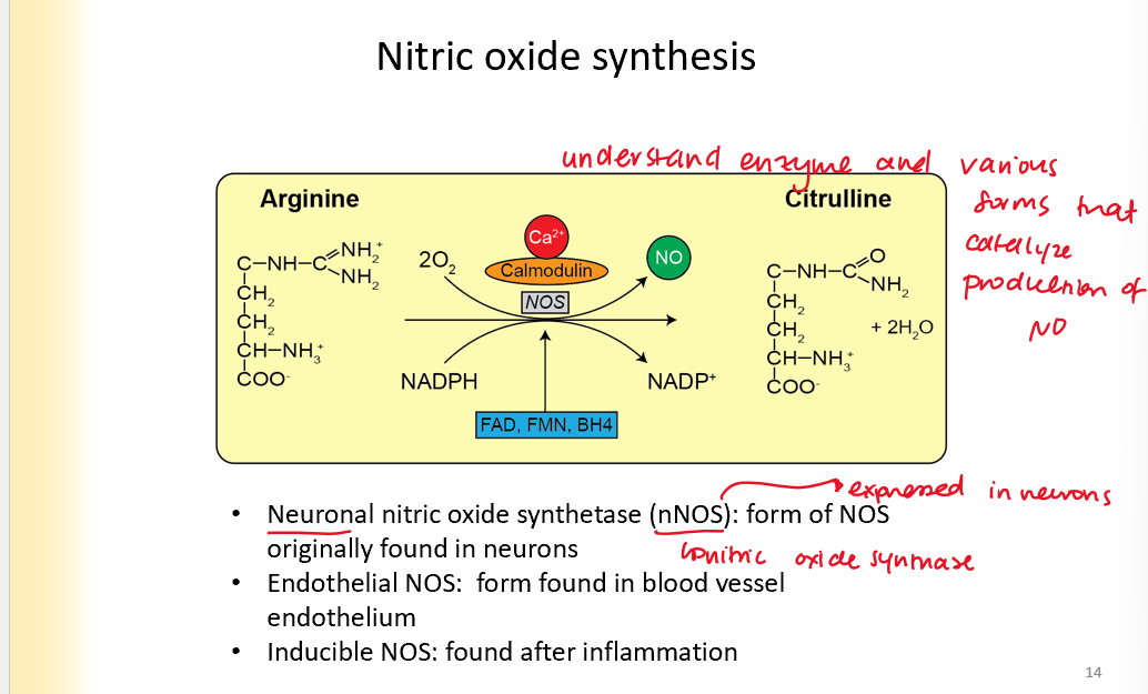 <ul><li><p>Is produced in the process of arginine turning into citruline</p></li><li><p>enzyme: nitric oxide synthetase </p></li><li><p>Neuronal NOS: found in neurons</p></li><li><p>endothelial NOS- blood vessel endothelium</p></li><li><p>Inducible NOS: found after inflammation</p></li></ul>