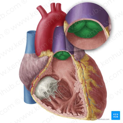 <p>pulmonary semilunar valve</p><p>located between the<strong> right ventricle and pulmonary artery</strong> </p>