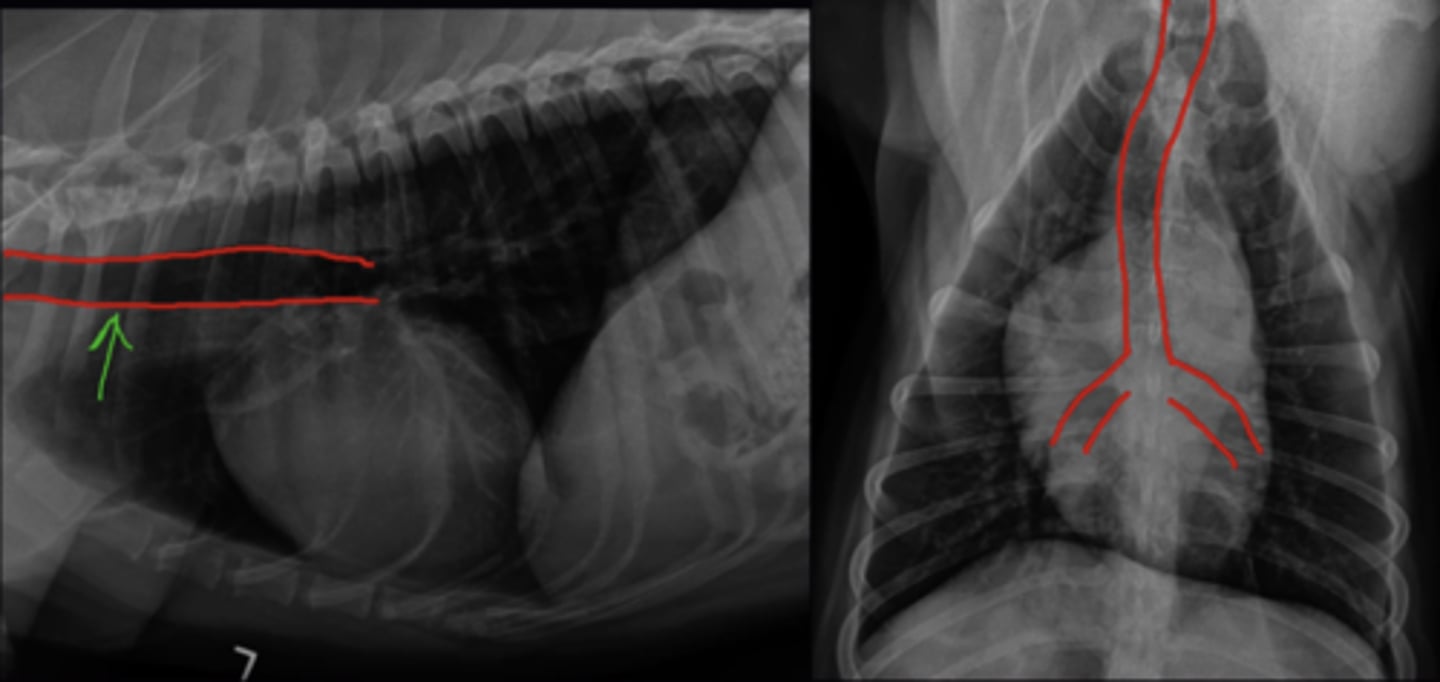 <p>1. Neck to 5th Rib, curves to the right side but usually returns to middle. </p><p>2. Angle of trachea with spine can vary between breeds / Brachycephalic animals</p><p>3. Cates have natural lordosis of the thoracic spine. Cranially trachea is parallel to spine, caudally rachia is at an angle to the spine</p>