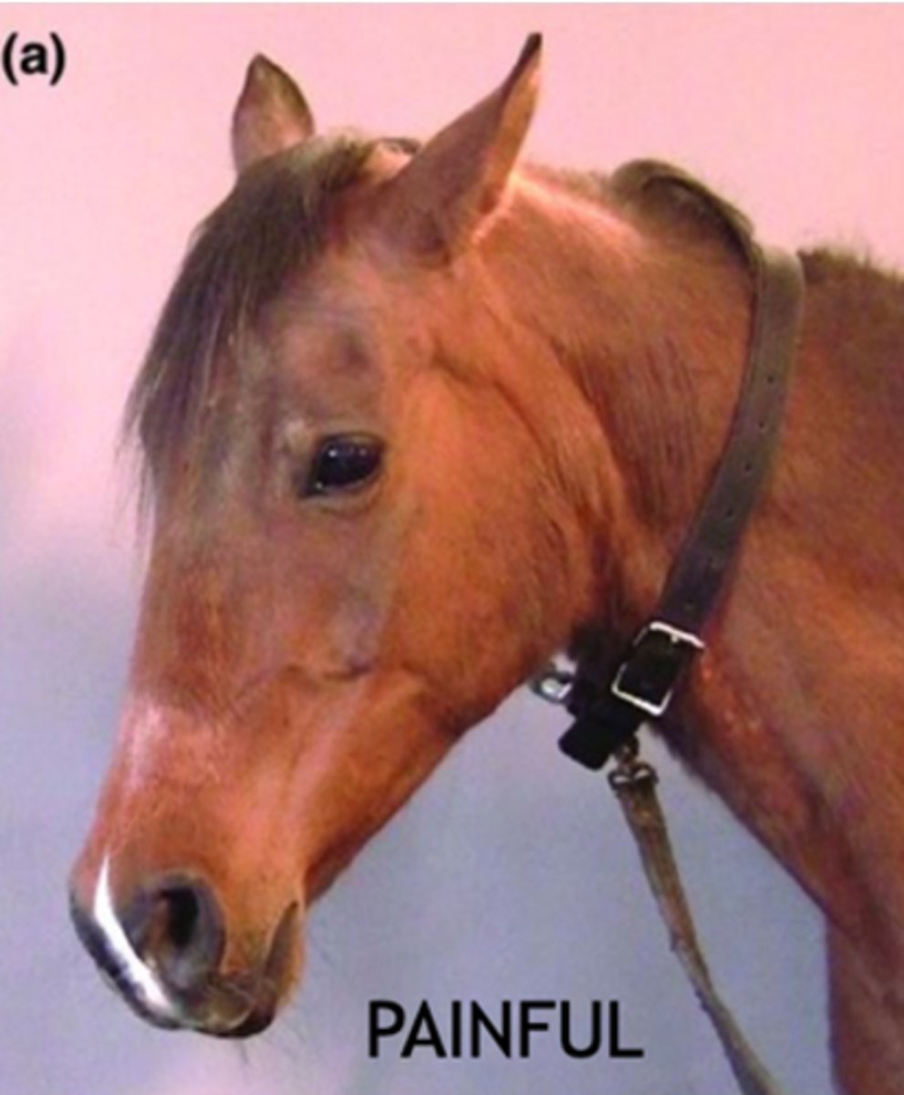 <p>lowered ears that are rotated backward, an intense eye stare, contraction of muscles around the eye, and strain around the horse's mouth</p>
