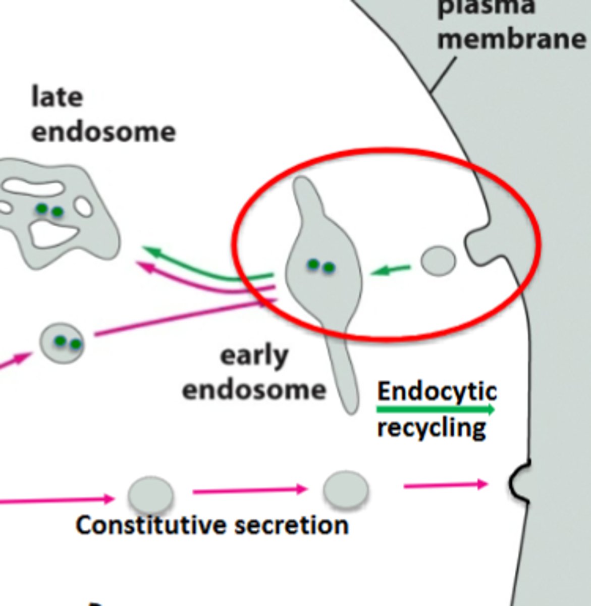 <p>the uptake of material by the invagination of the plasma membrane</p>