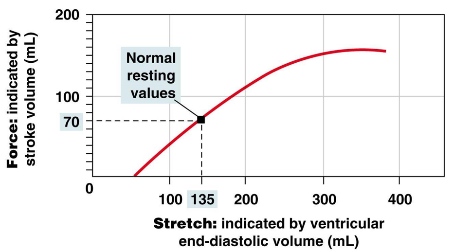 <p>As EDV (stretch) increases, so does stroke volume (force)</p><ul><li><p>more blood going into heart, more force of contraction</p></li></ul><p>Sarcomere resting length is shorter than optimal</p><ul><li><p>when heart is stretched, it becomes optimum length and there is more actin-myosin overlap, allowing for greater force of contraction</p></li></ul>