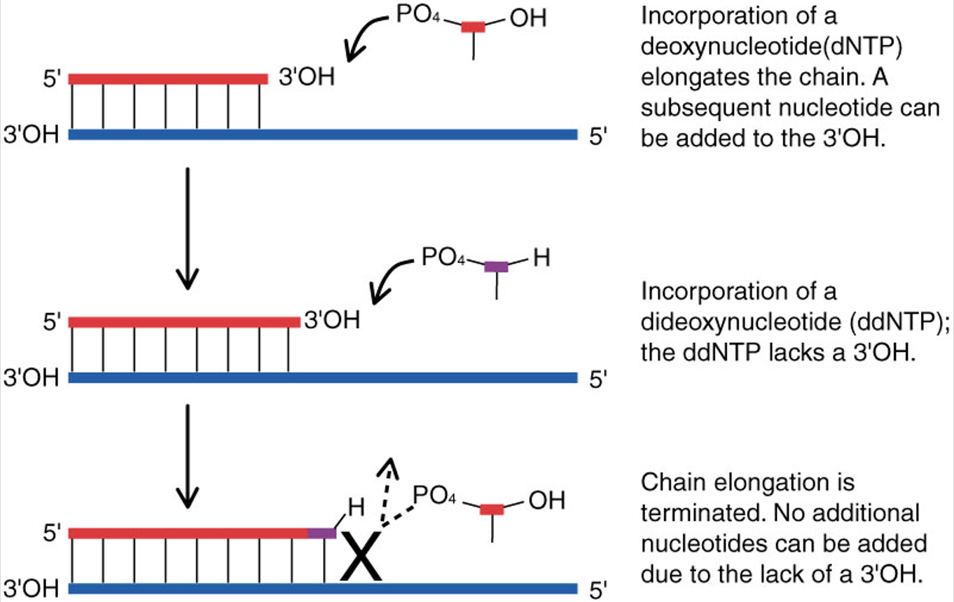 <p>lack 3’ OH, incorporation causes chain termination</p>