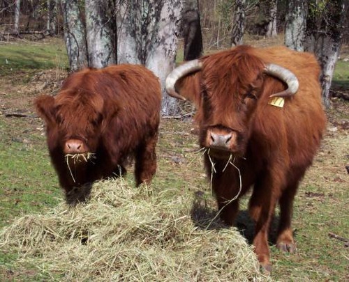 <p><span>Oldest registered breed of cattle, imported to U.S. from Scotland, hardy and adaptable breed.</span></p>