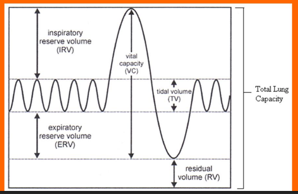 <ul><li><p><strong>Tidal Volume</strong> — amount of air that moves in or out of the lungs during normal, quiet breath</p></li><li><p><strong>Inspiratory Reserve Volume (IRV)</strong> — extra volume of air that can be inhaled with maximum effort after a normal inhalation</p></li><li><p><strong>Expiratory Reserve Volume (ERV)</strong> — extra volume of air that can be forcibly exhaled after a normal exhalation</p></li><li><p><strong>Residual Volume (RV)</strong> — air that remains in the lungs even after you exhale as hard as possible; it prevents the lungs from collapsing</p></li><li><p><strong>Vital Capacity (VC)</strong> — maximum amount of air a person can expel from the lungs after a maximum inhalation (<em>VC = IRV + TV + ERV</em>)</p></li><li><p><strong>Total Lung Capacity</strong> — total volume of air in the lungs after a maximum inhalation (<em>TLC = VC + RV</em>)</p></li></ul><p></p>