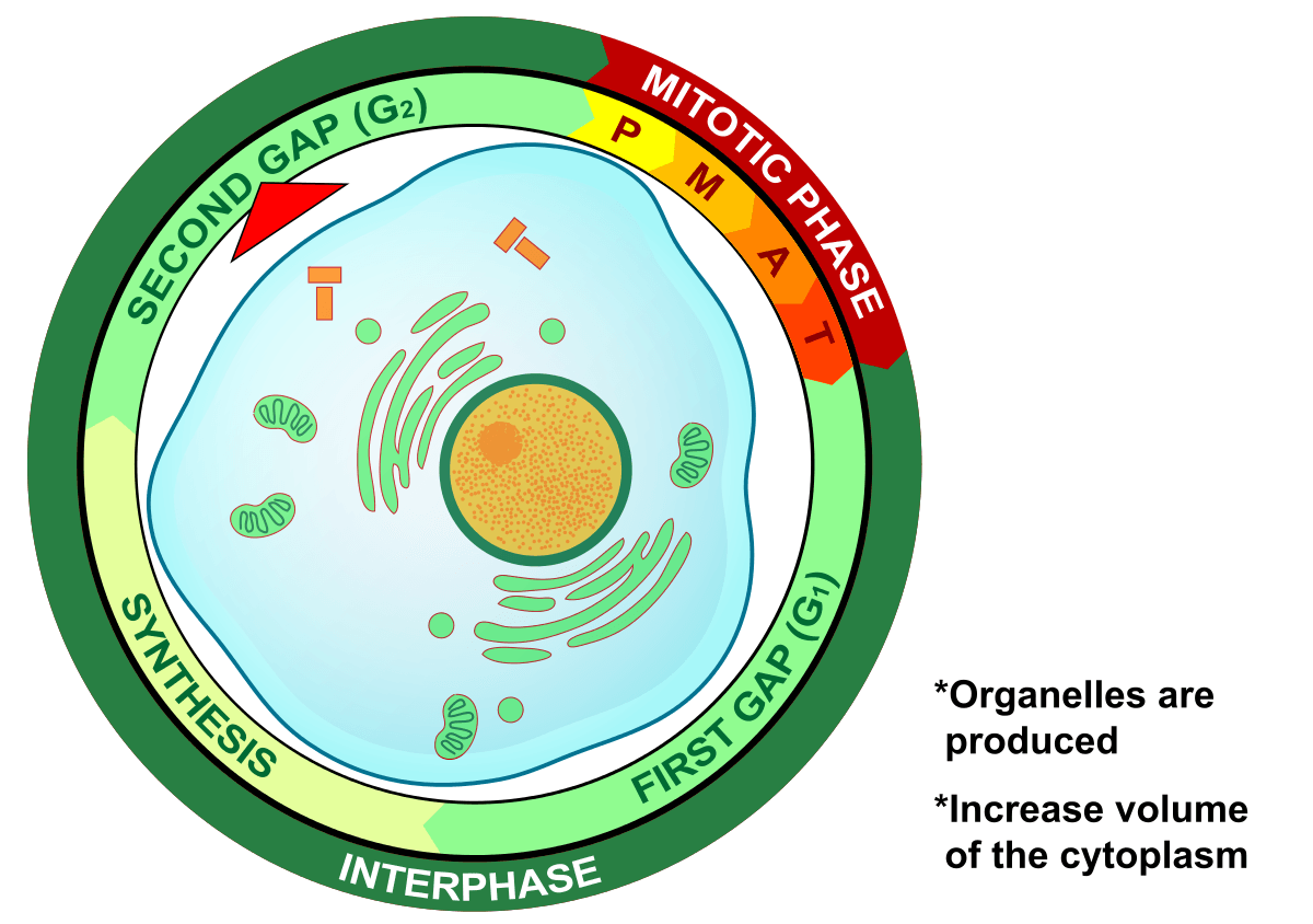 <p>What phase is this?</p>