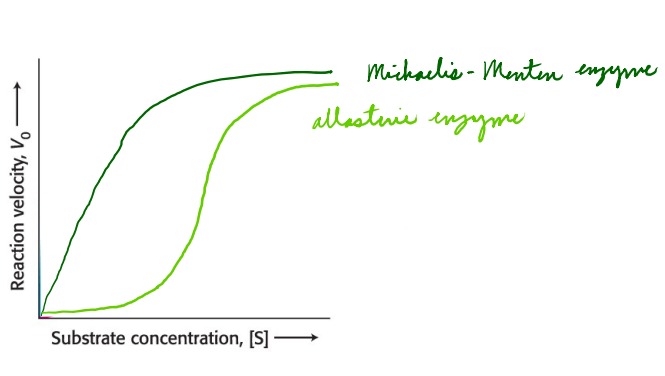 Michaelis-Menten enzymes have a standard curve

Allosteric enzymes form sigmoidal curves 