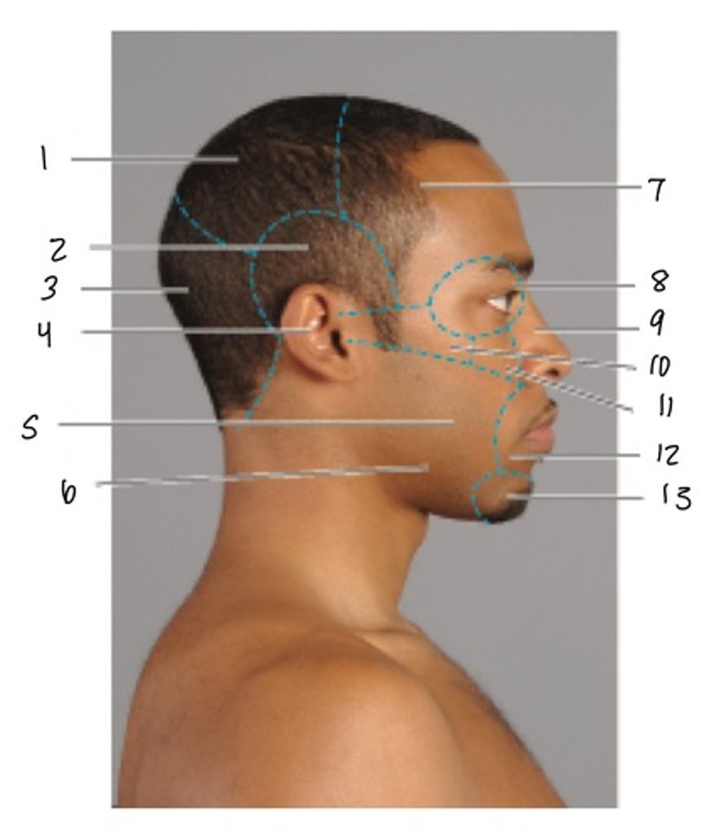 <p>11</p>