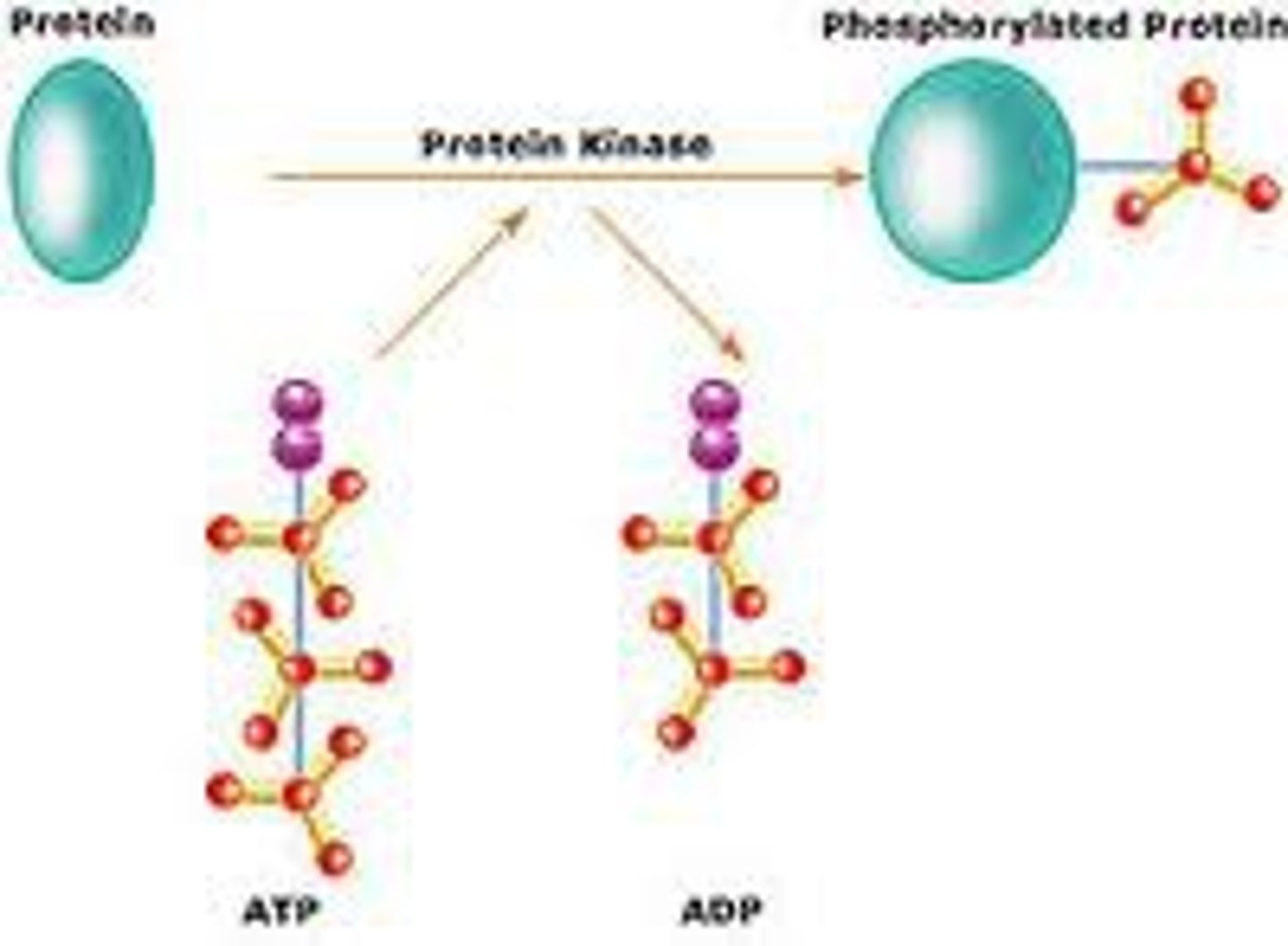 <p>The enzyme that transfers phosphate groups from ATP to protein.</p>