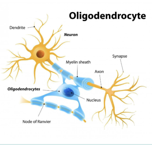 <p>Oligodendrocytes</p>