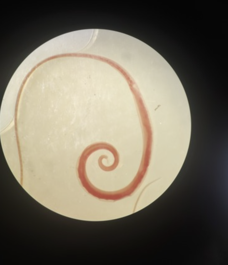 <ul><li><p>identify</p></li><li><p>m.o.t</p></li><li><p>infective stage</p></li><li><p>hosts</p></li></ul><p></p>